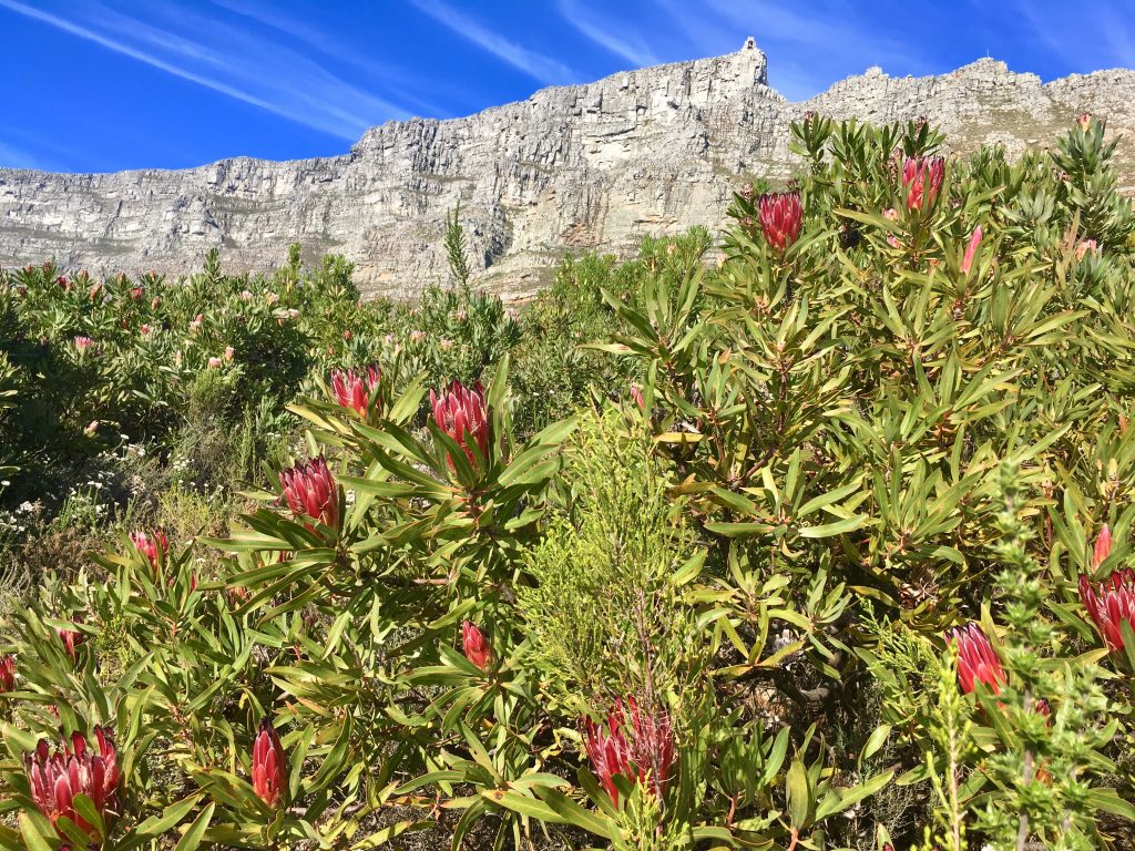 table mountain