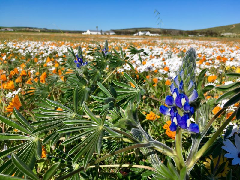 wild flower fields in western cape