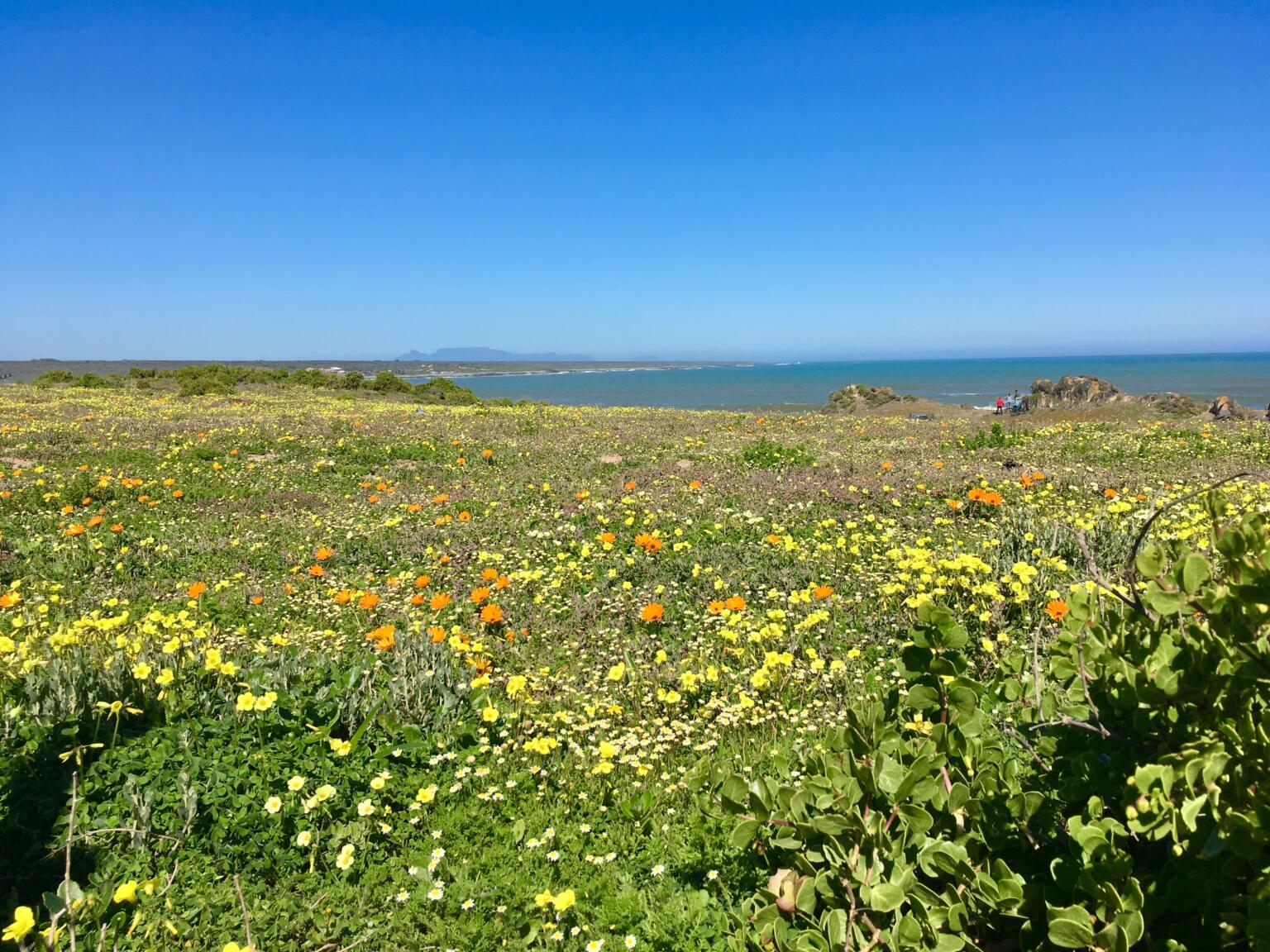 wild flower fields in western cape