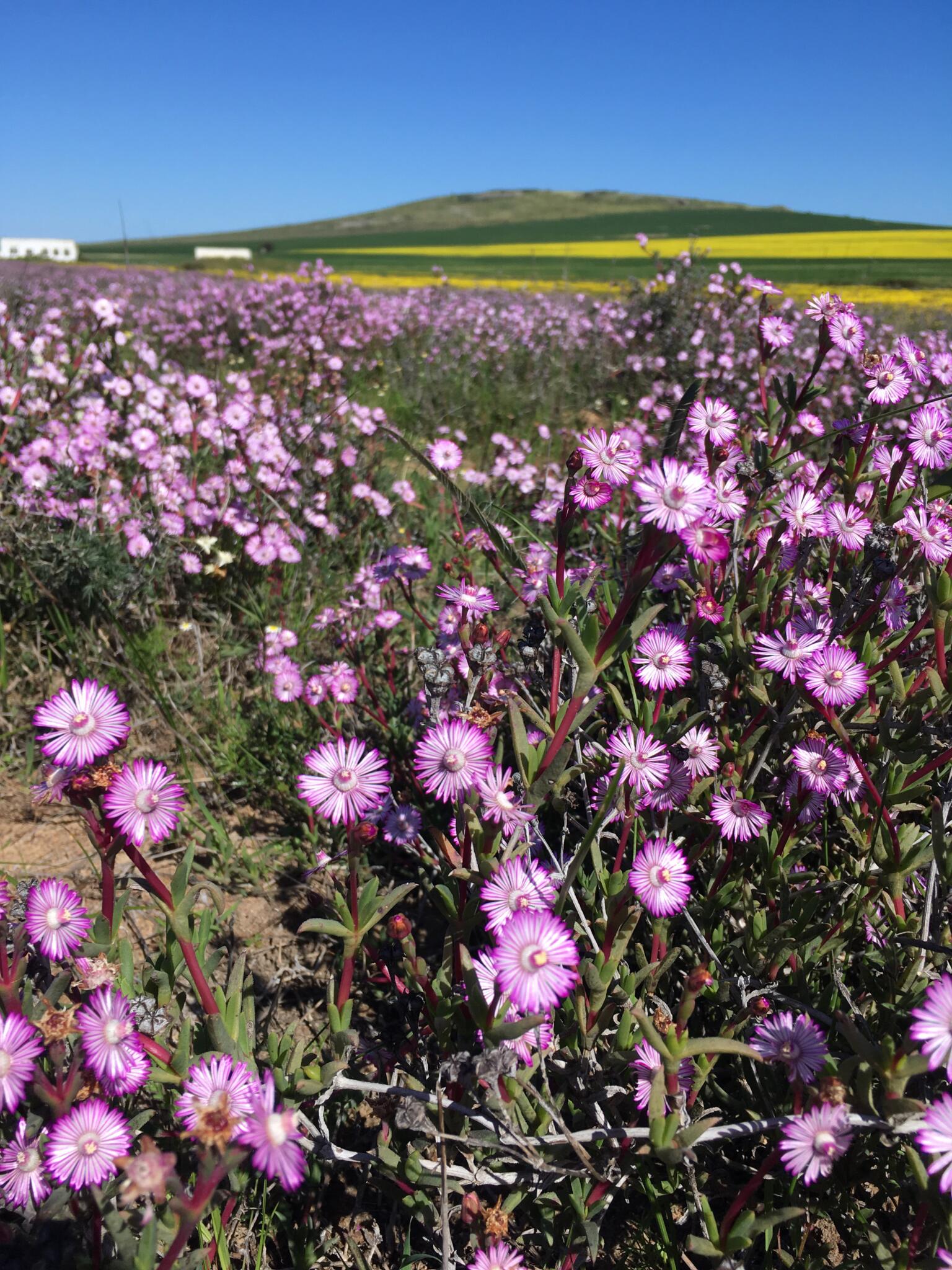 wild flower fields in western cape