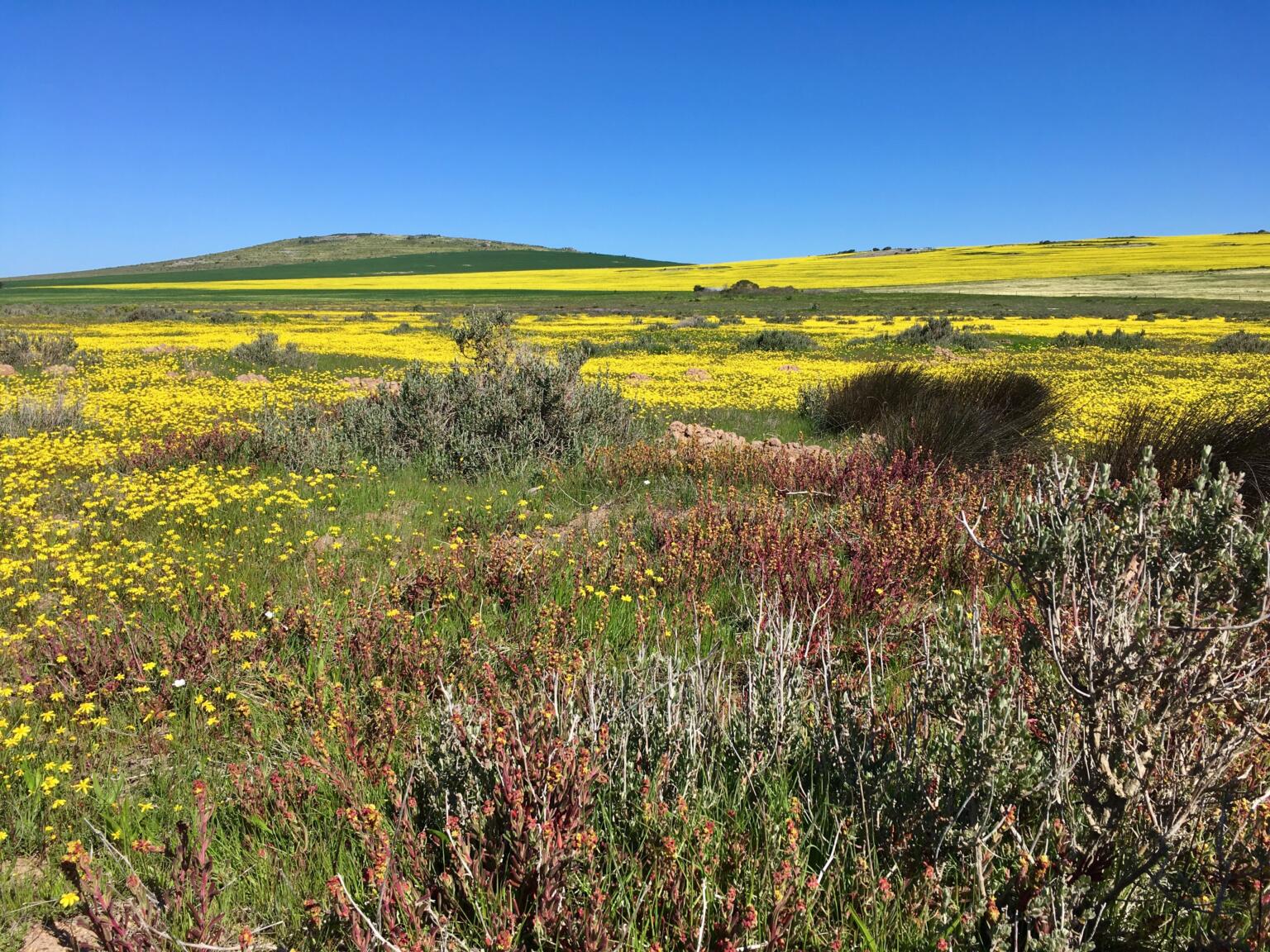 wild flower fields in western cape