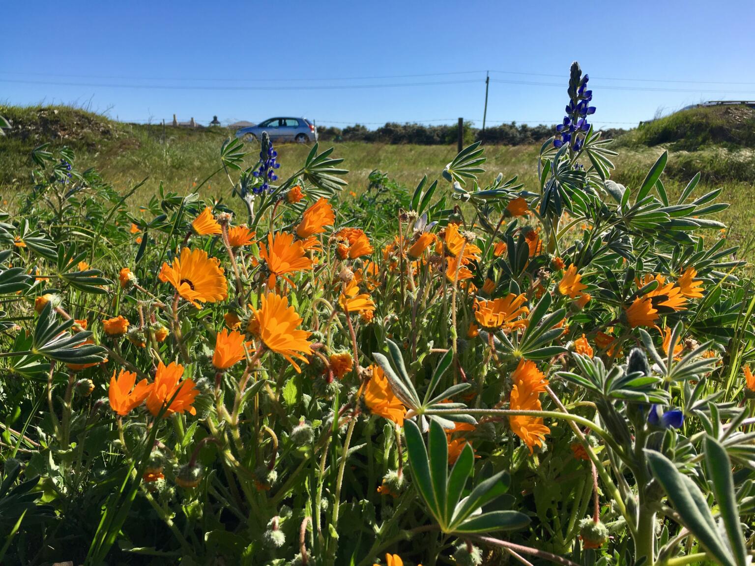 wild flower fields in western cape