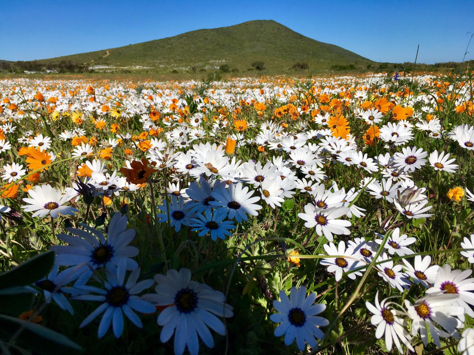 wild flower fields in western cape