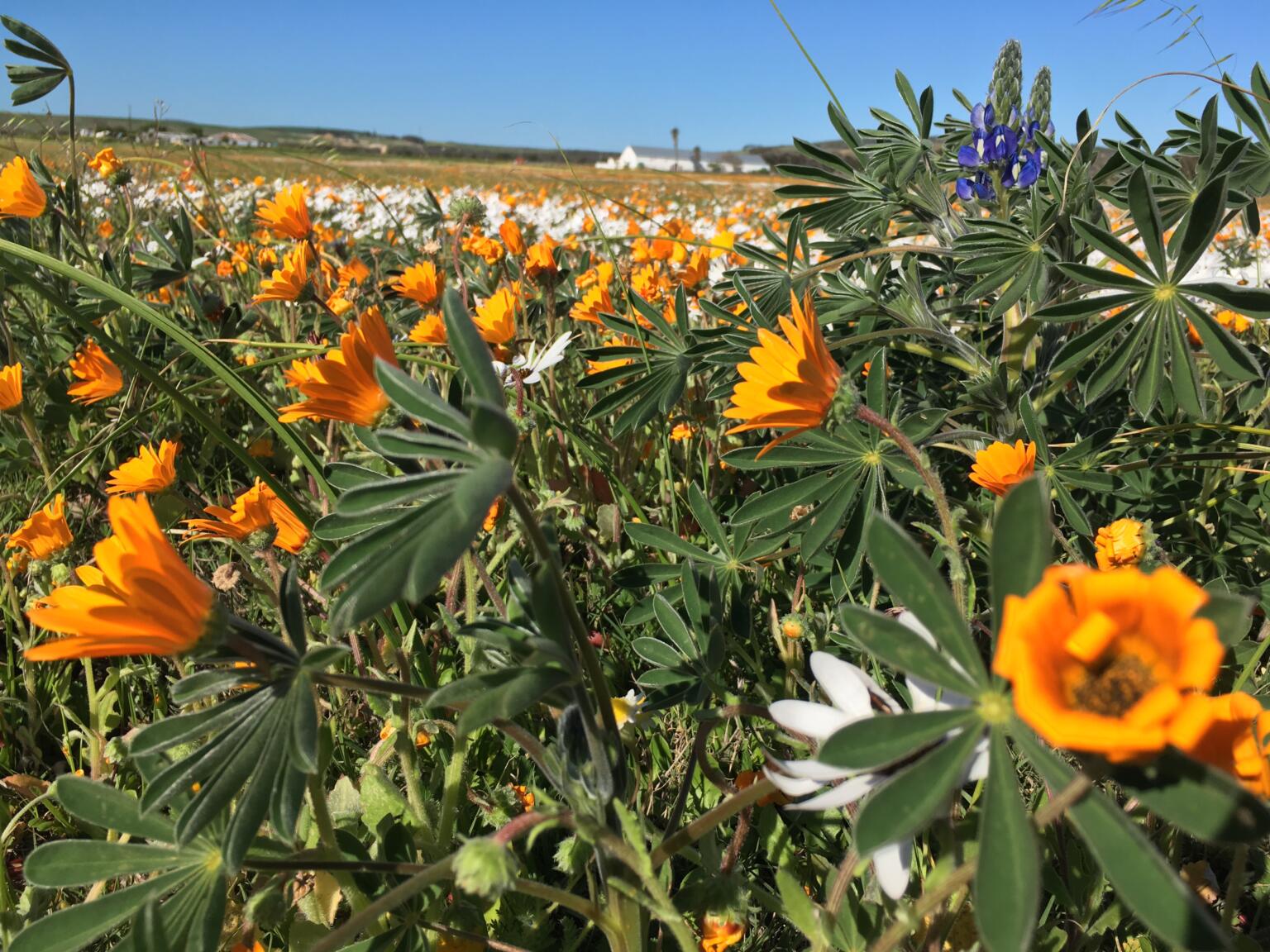 wild flower fields in western cape