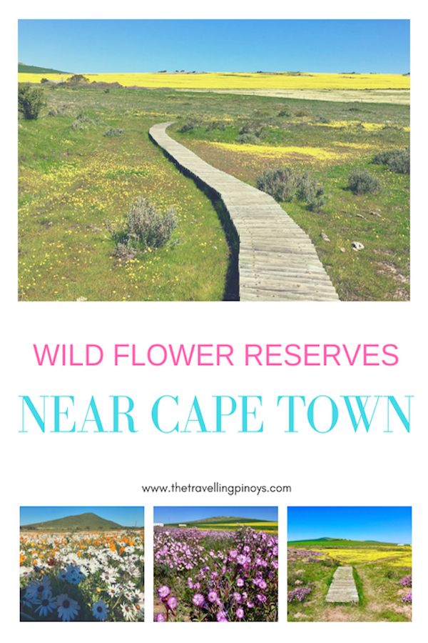 Wild Flowers Reserves near Cape Town, South Africa | South Africa Travel Inspiration | Beautiful Africa | South Africa travel tips | Africa Inspiration | Travel South Africa 