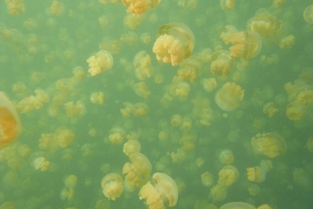 jellyfish lake