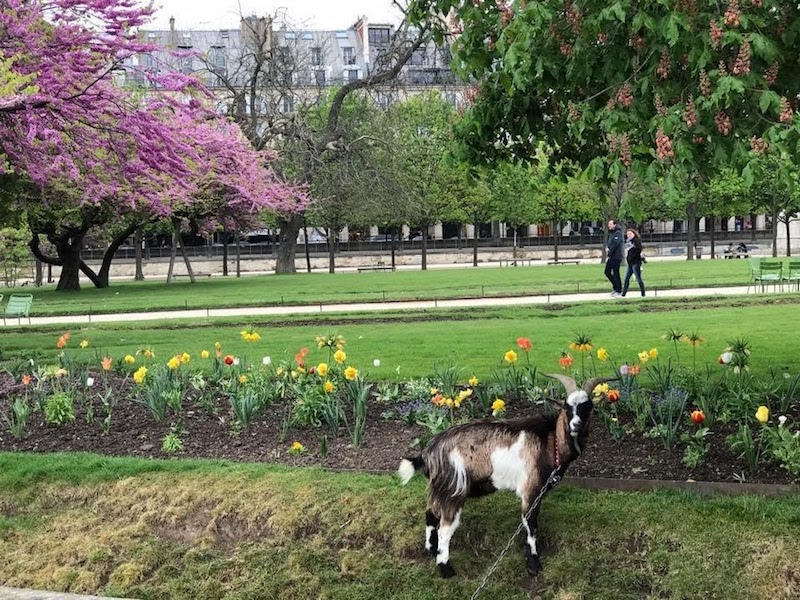 Tuileries Gardens