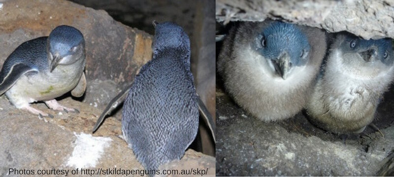 Little Penguins St Kilda Victoria Australia free things to do in melbourne