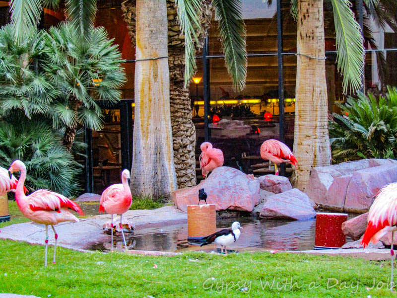 flamingo habitat