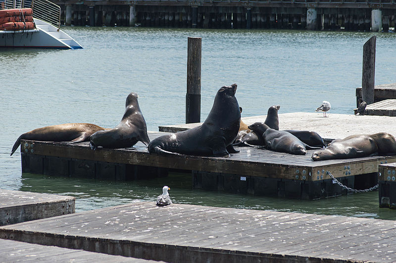 Sea lions at Pier 39 San Francisco