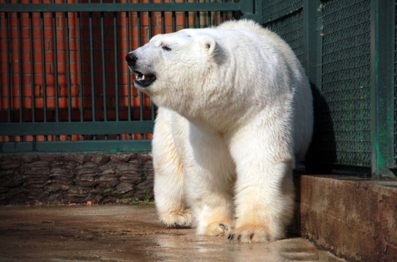 Bears at their Sanctuary