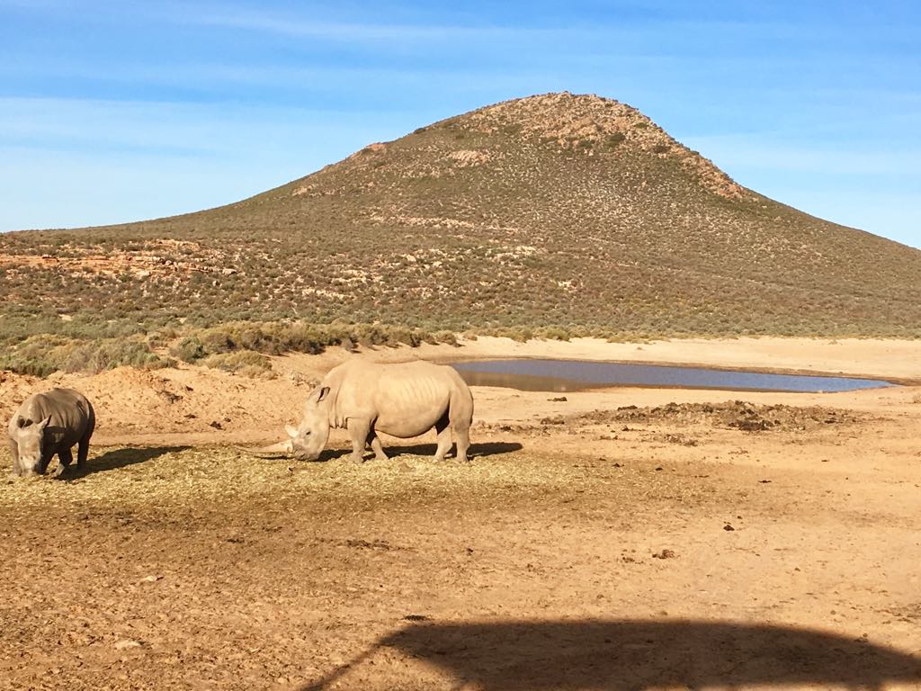 rhinoceros in south africa