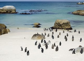 boulders beach