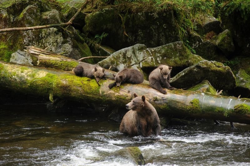 Fortress of the Bear