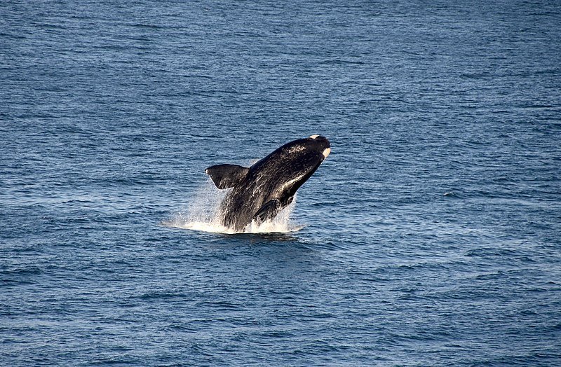 southern whales in south africa