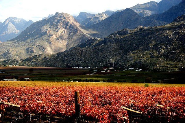 wine fields south africa