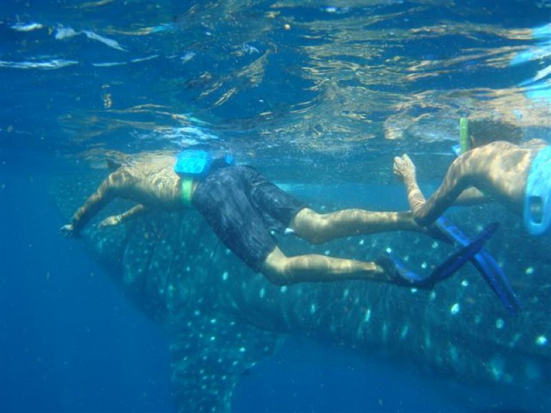 Swim With Whale Sharks