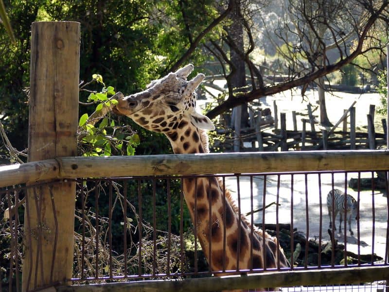 Auckland Zoo