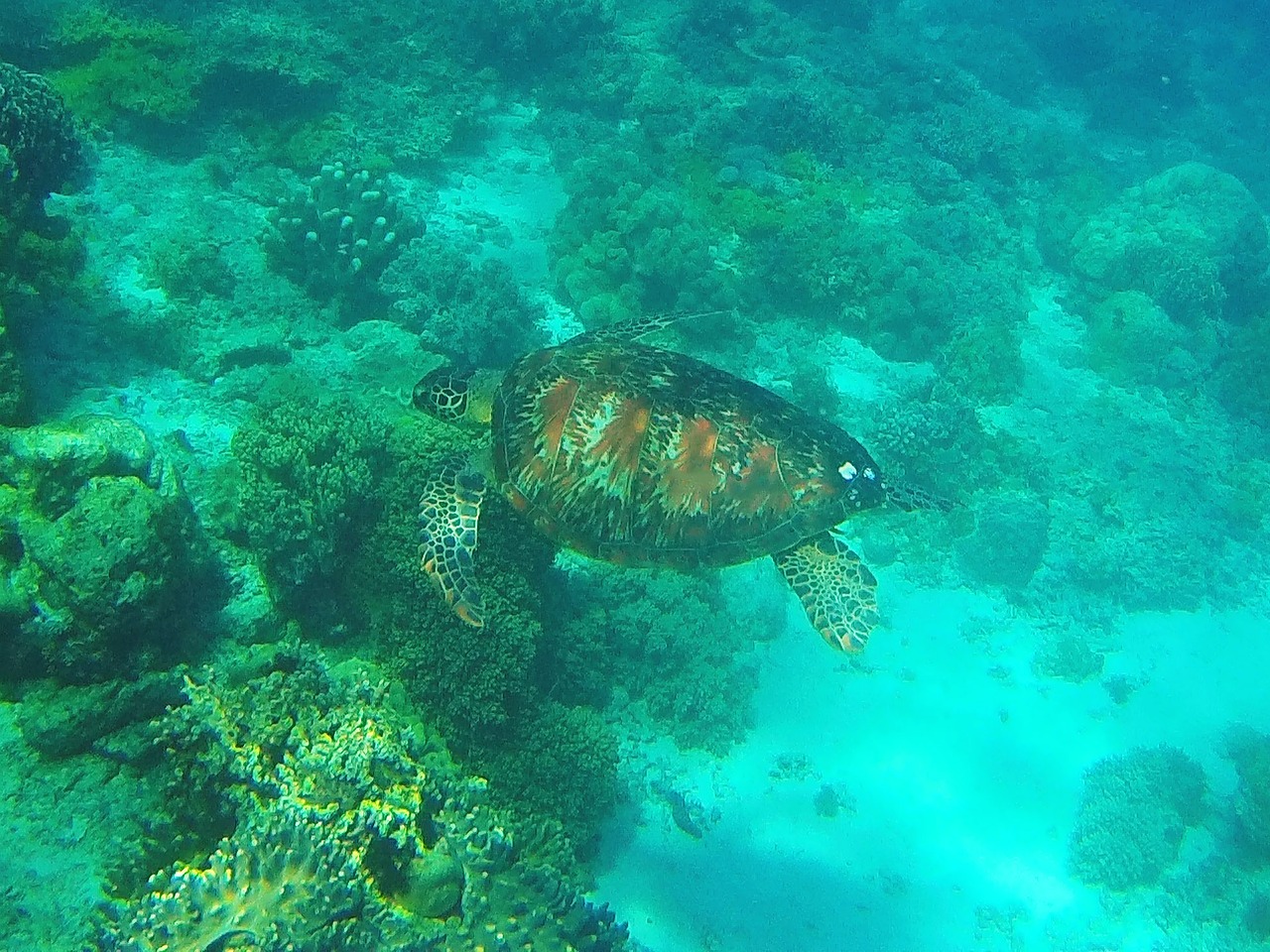 Apo Island