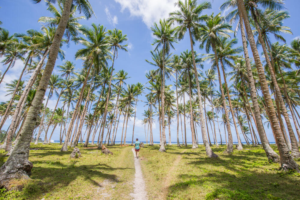 Drive To Coconut Palm Forest Viewpoint