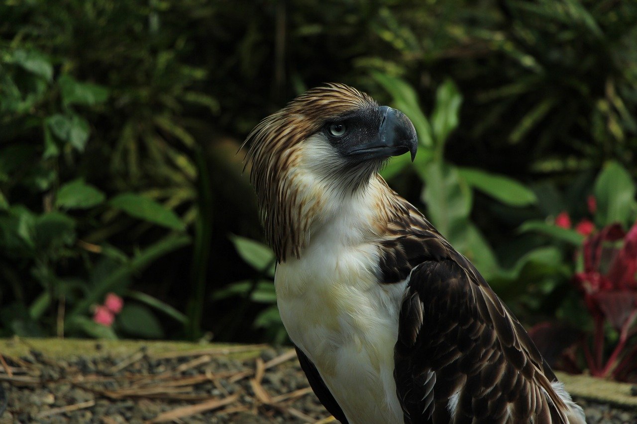 Philippine Eagle Centre