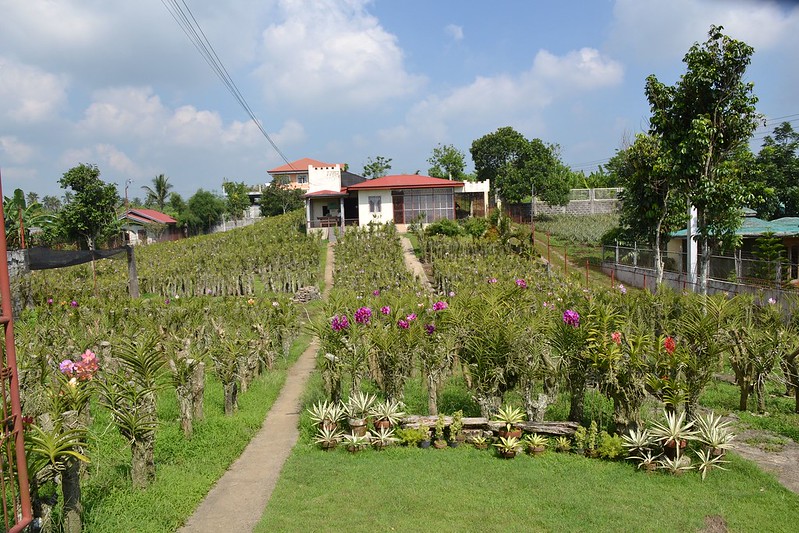 The Flower Farm